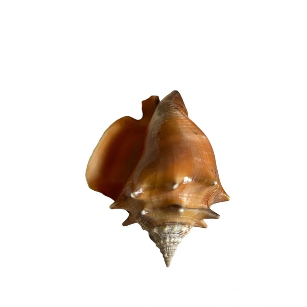 Large Brown Shell Decor - Picture 2 of 4